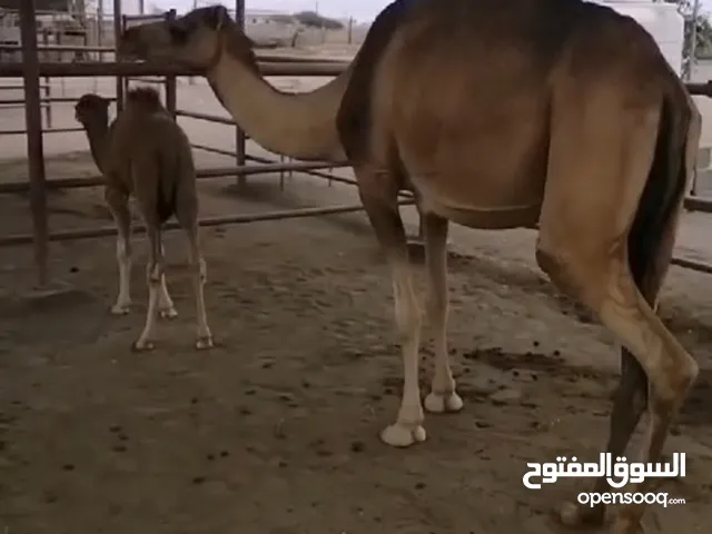 ناقه تحتها قعود تواصل رقم أسفل الوصف انا مجرد عارض