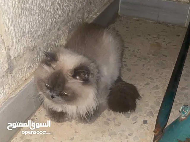 للبيع هملايا العمر سنه سعر 40 دينار