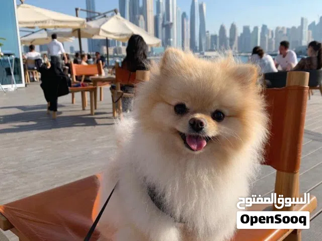 Fox Face Pomeranian