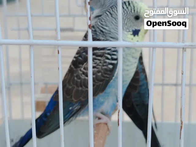 ذكر الله وأجب بسم لله ماشاءالله