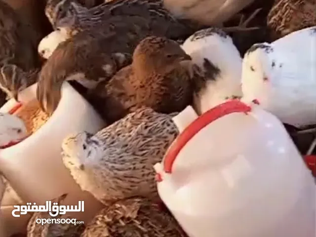 للبيع  طير سمان