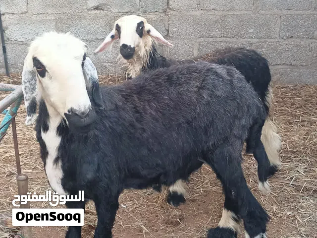 جاعده نجديه و حمله