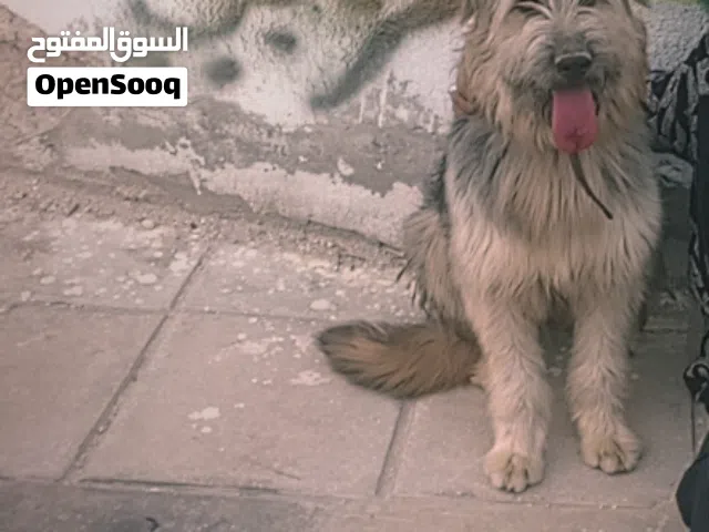 كلاب أليف للبيع