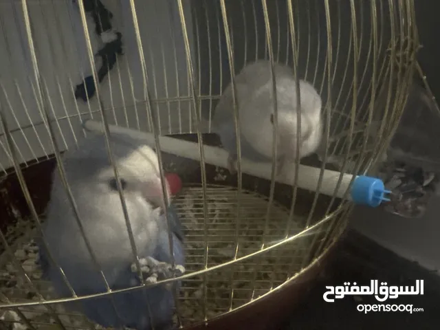 طيور روز د