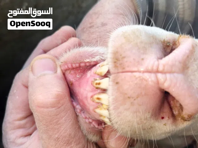 خروفين عساف تربيه بيتي لسه مكسروش للبيع بالكيلوا اوزان 90 الواحد مشاء الله