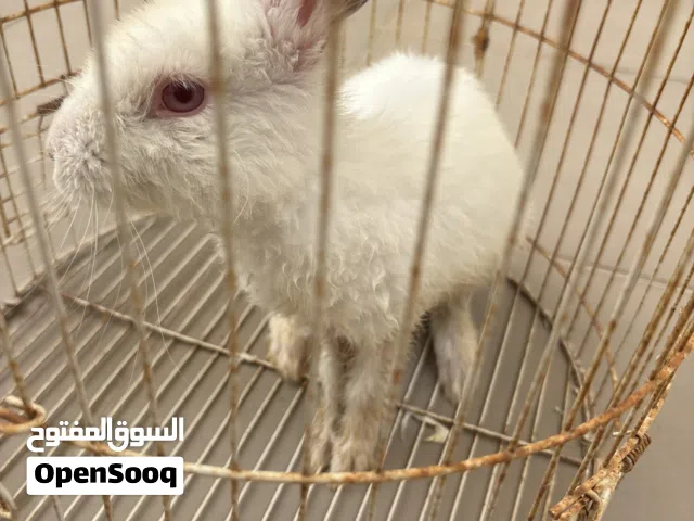 good rabbit not sick or damaged its playful and  he is cute