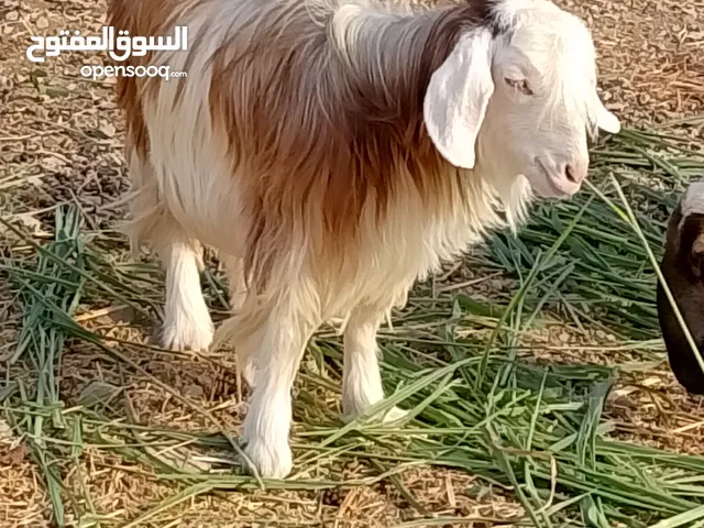 شاه من خلال الرحبي الاصل