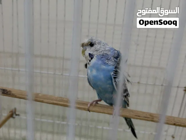 هاجرمو واقفاص للبيع