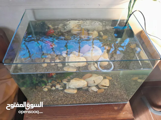 حوض سمك اجنبي جديد مع كامل مستلزماته اذا شرا ما بنختلف ان شاء الله على السعر حوض مميز جماليا