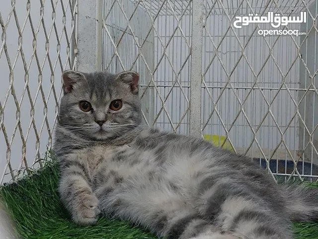 قطط برتش سكوتش