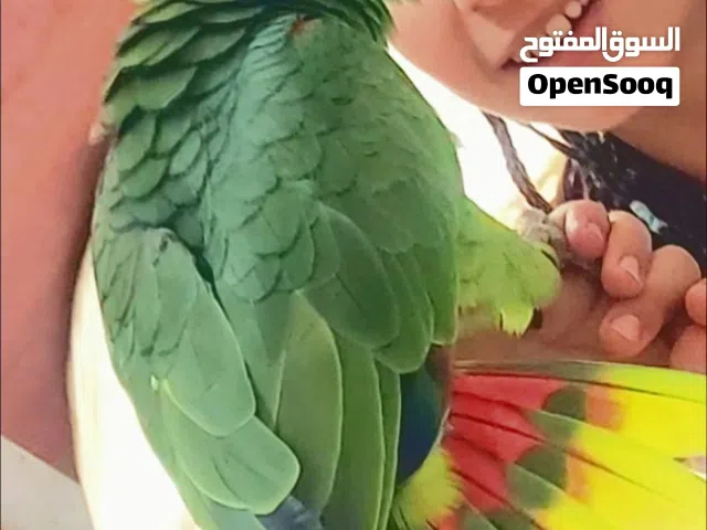 جاكو بلوفرونتد أمازون