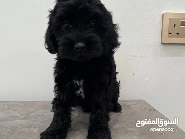 جراوه بودل للبيع مطعمين اول تطعيم و عندهم جواز