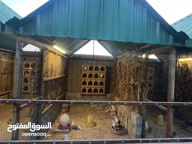 لأول مره/ ما عندك مكان لحلالك نوفر لك المكان بجار شهري