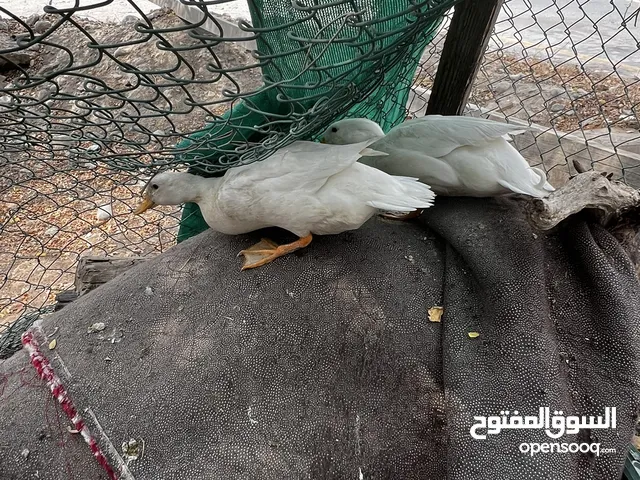 بط للبيع البكيني