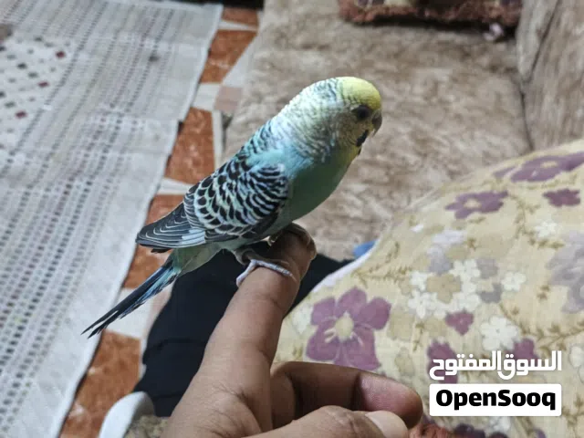 زوج طيور حب النثيه اليفه طينه وعده حالين 5 افراخ