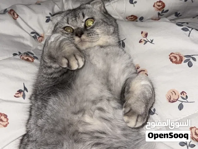 ذكر للتزاوج