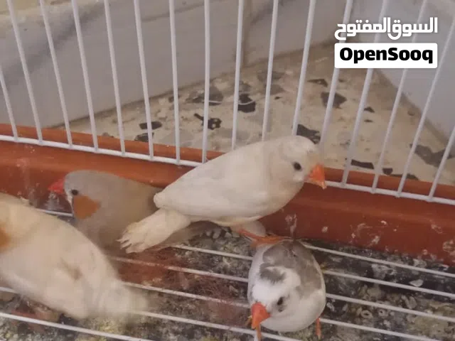 عصافير كوبيا ب30 الواحد والزوز ب60 +قفص ب25 د ( أقرا الوصف )