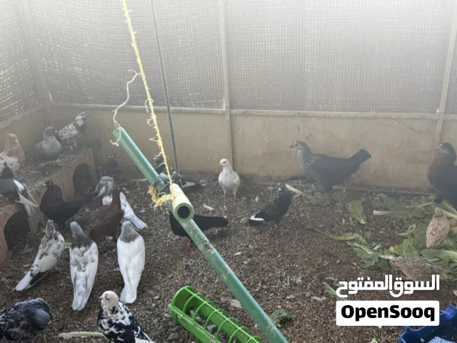 حمام زينه أنواع أسعار رخيصه