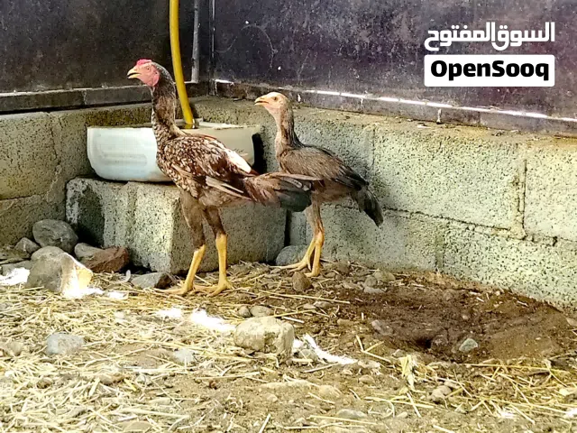دجاج للبيع اقرا الوصف