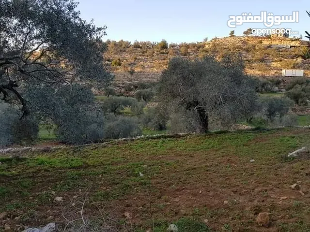 أرض زيتون تصنيف أ مساحة 3 دونم وربع