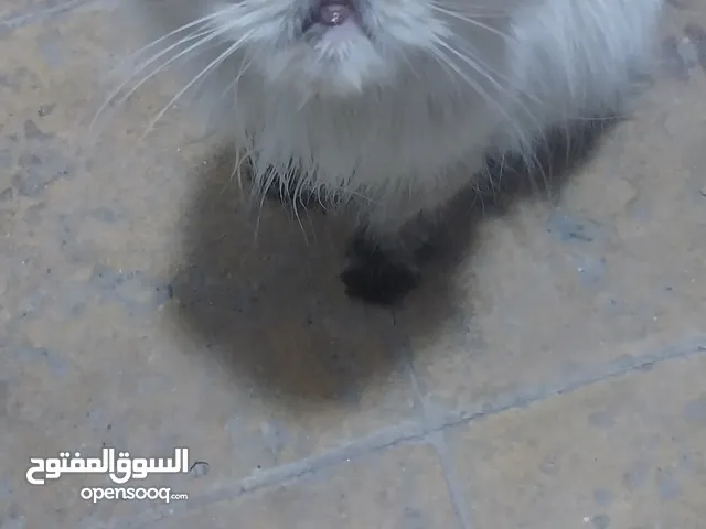 قطة هملايا للبيع