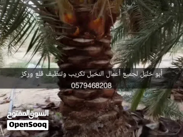أبو خليل لجميع أعمال النخيل تكريب وتنظيف قلع وركز
