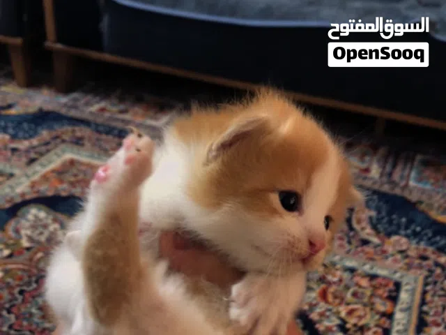 سلام عليكم قطه للبيع أربعه صغار زينه
