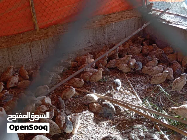 سمان للبيع 3 بريال