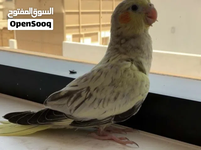 ببغاء للبيع