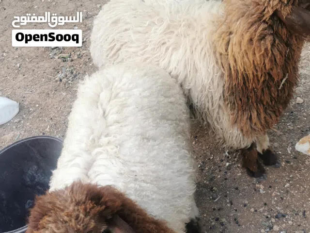 عبورتين عمر 6 اشهر واكثر