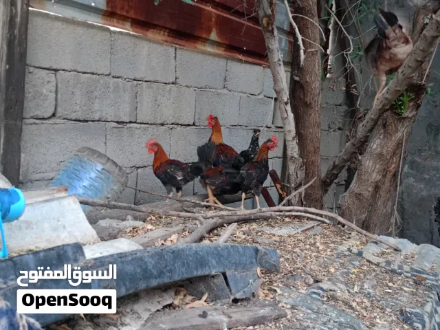 ديوجه كويتي شمسي عدد 7