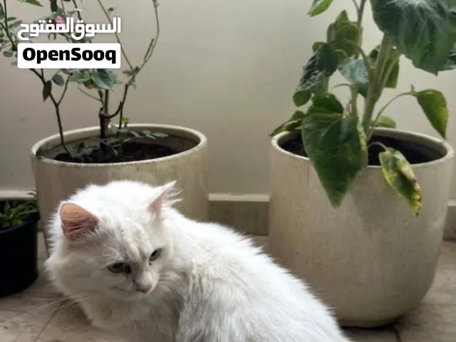 Free Persian Cat