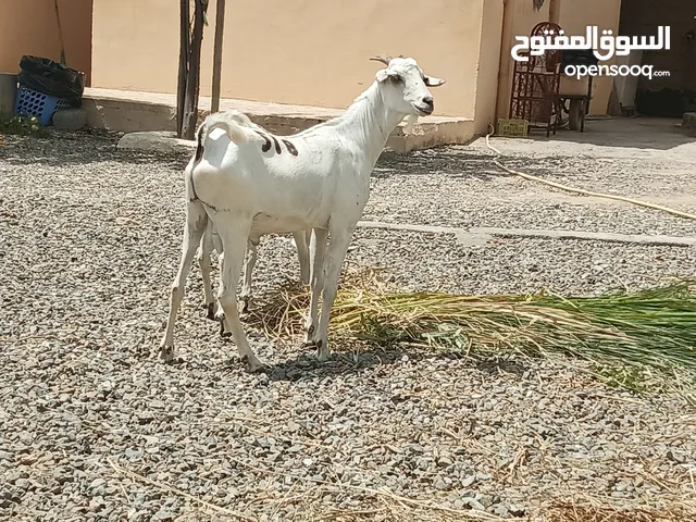 تيوسه صوماليه