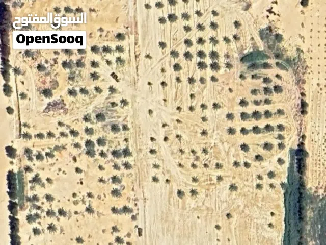 Farm Land for Sale in Giza Bahariya Oasis
