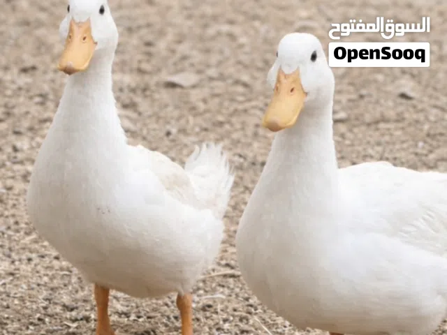 زوج بط منتج