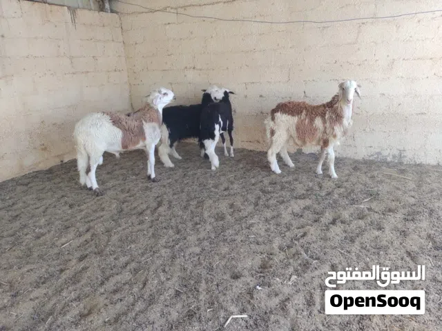 كبشان للبيع وجعد عشار