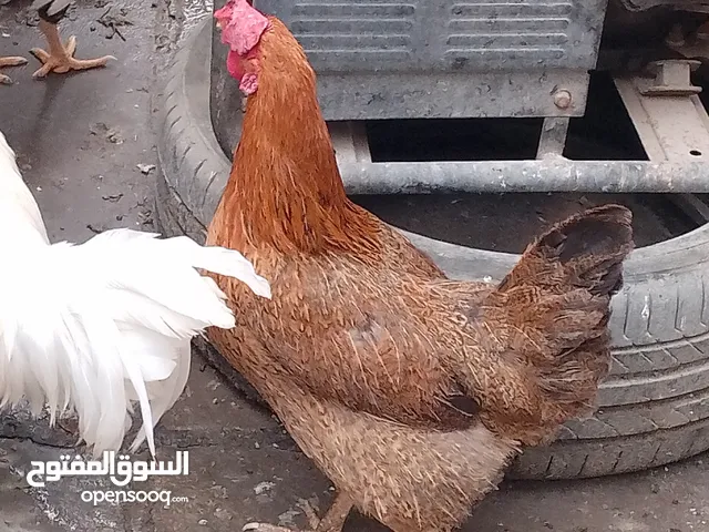 اسلام عليكم دجاجه حمره بياضع السعر25
