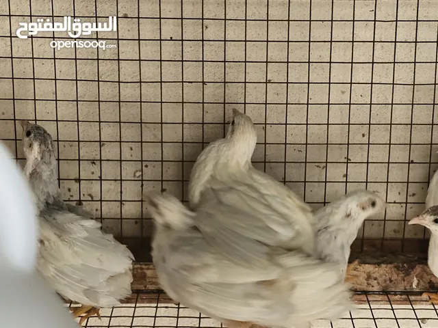 سمان صيني [ السمان الملكي] الحجم الصغير