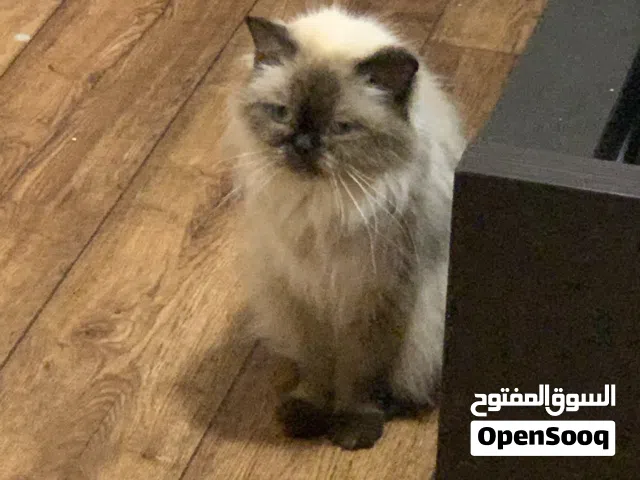 قطه هملايا للتبني