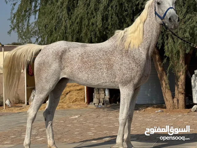 فرس عربيه ركوبه جميل تصلح للأطفال