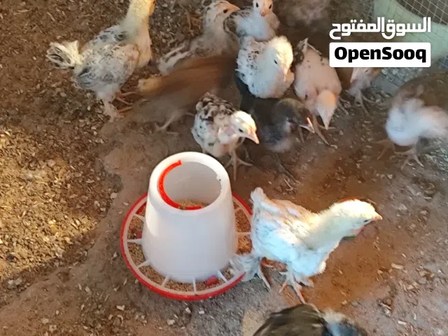 افراخ دجاج عرب وابو ركيبه ملقحات  عمر شهر 6 زواح