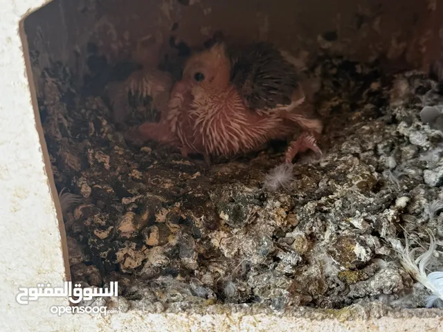 حمام للبيع زينه