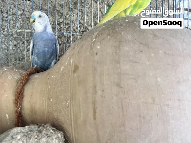 زوج كناري للبيع او للبدل بزوج بط عماني جاهز