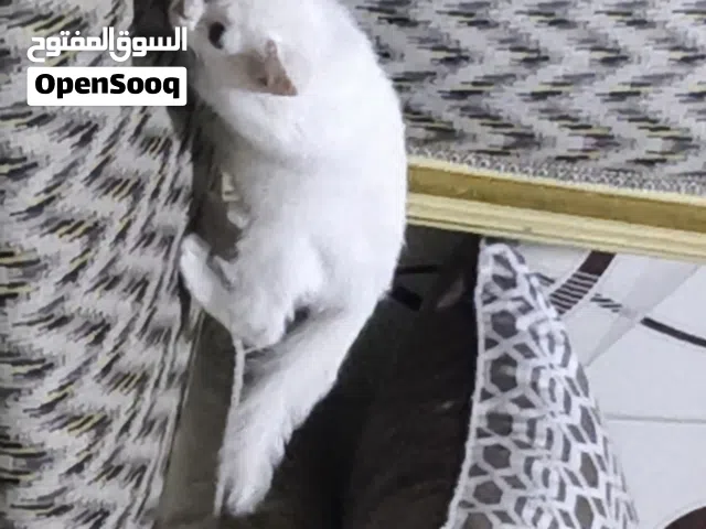 قطط 2 عمر شهرين جدا لعوبات