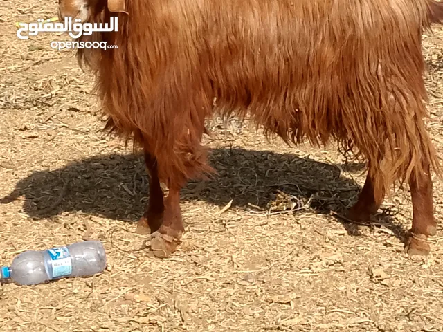تيس لحم او مقنوي للبيع
