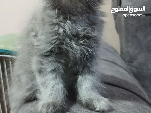 هيمالايا مكس شانشيلا
