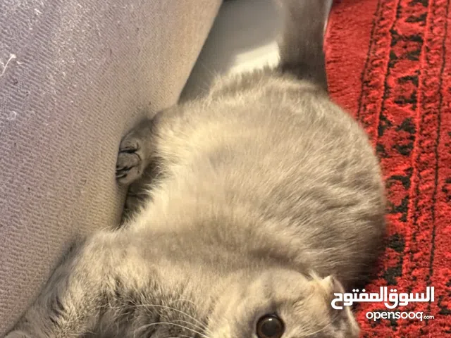 تبني قطوه أنثى