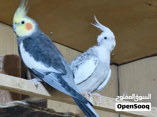 زوج كوكتيل للبيع