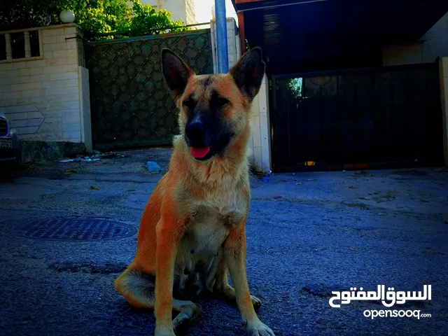 كلب انثى مالينو بلجم للبدل او للبيع بسعر مناسب
