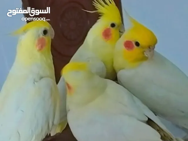 كلشي بلوصف